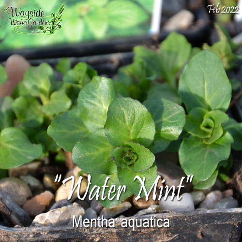 Water Mint (Mentha aquatica) Wayside Water Gardens